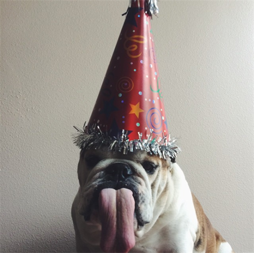 戴有生日帽且伸出舌头的狗
