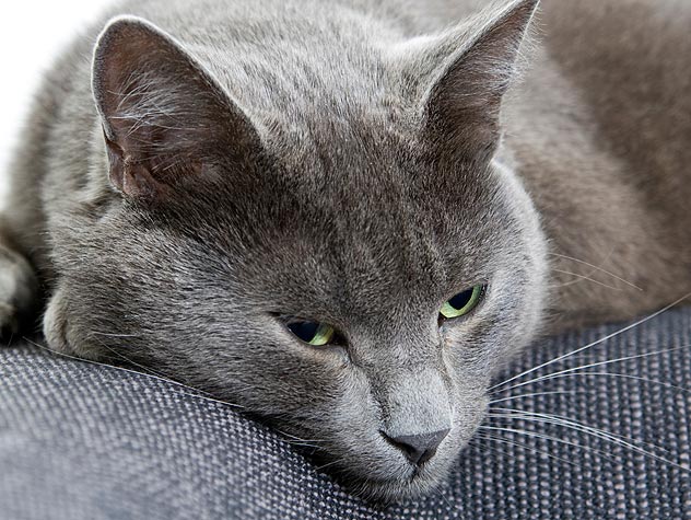 猫便秘治疗
