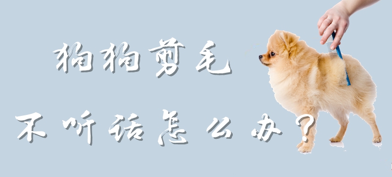 狗狗剪毛不听话怎么办