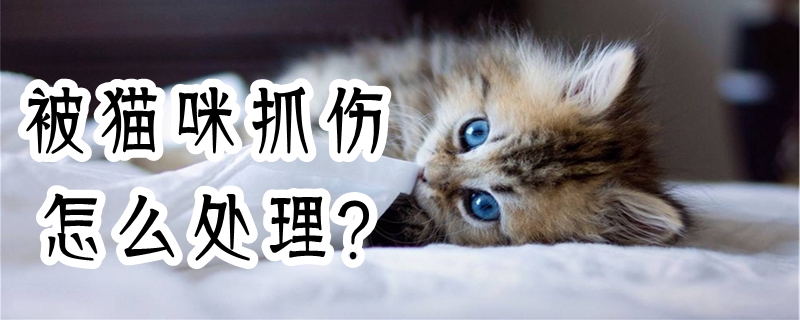 被猫咪抓伤怎么处理