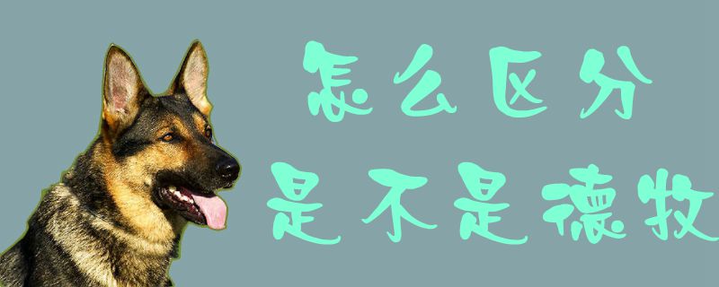 怎么区分是不是德牧1