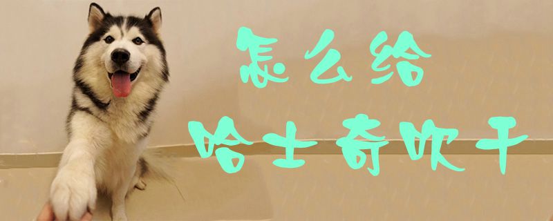 怎么给哈士奇吹干1