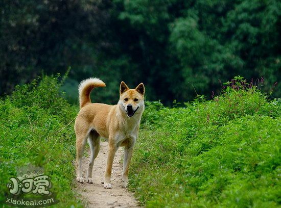 老年中华田园犬怎么养 老年中华田园犬喂养知识1