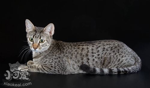 埃及猫视网膜炎原因有哪些 视网膜炎病因介绍