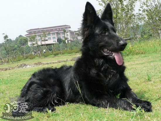 比利时牧羊犬怎么洗澡 比利时牧羊犬洗澡流程1