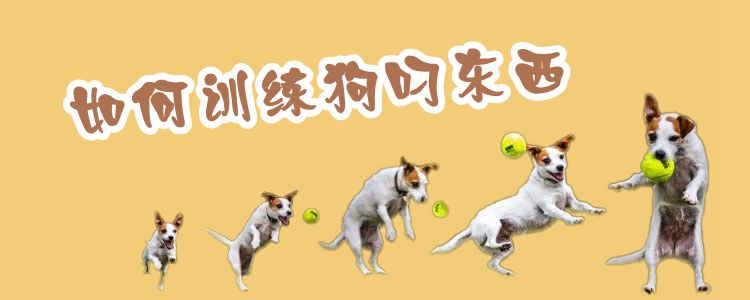 如何训练狗叼东西