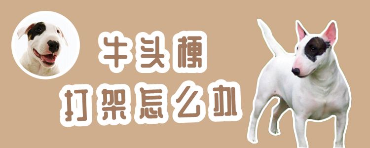 牛头梗打架怎么办