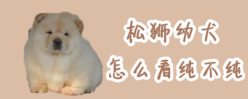 松狮幼犬怎么看纯不纯