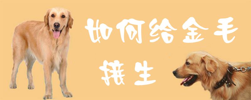 如何给金毛接生1