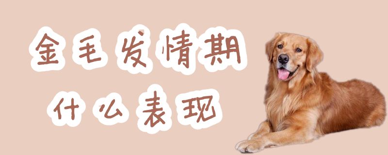 金毛发情期什么表现