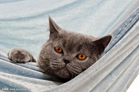卡尔特猫不能吃什么 卡尔特猫饮食禁忌介绍