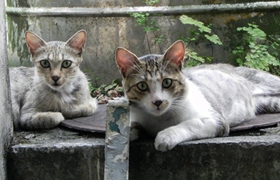 加州闪亮猫乱抓怎么办 加州闪亮猫不乱抓解决办法