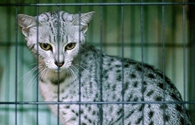 怎么训练加州闪亮猫装死 加州闪亮猫装死训练