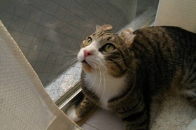美国卷耳猫记仇怎么办 美国卷耳猫记仇解决办法
