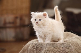 怎么训练英国长毛猫取东西 英国长毛猫训练技巧