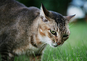 怎么训练索马里猫握手 索马里猫握手训练方法