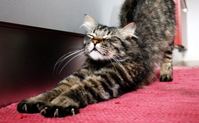 如何训练挪威森林猫不怕水 猫咪怕水训练