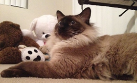 怎么训练巴厘猫睡猫窝 巴厘猫不睡猫窝解决办法