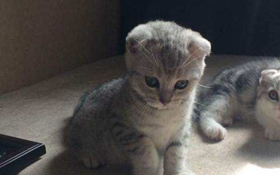 如何训练折耳猫不跳床 苏格兰折耳猫制止跳床方法