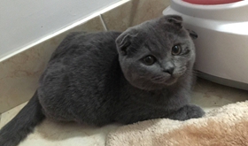 怎样训练英国短毛猫用马桶