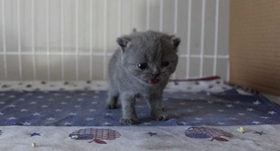 如何训练俄罗斯蓝猫用马桶 蓝猫用马桶指南
