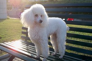 贵宾犬什么时候剃胎毛