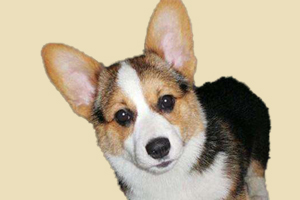 柯基犬如何养