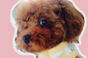泰迪幼犬怎么喂养