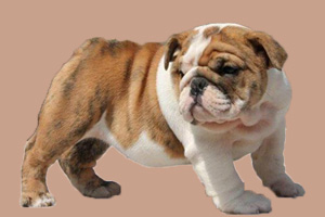 英牛犬吃什么
