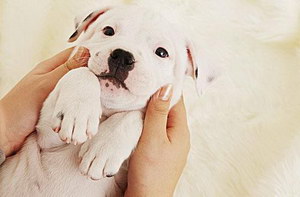 犬瘟热病毒治疗预防方法