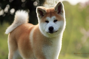 秋田犬如何补钙