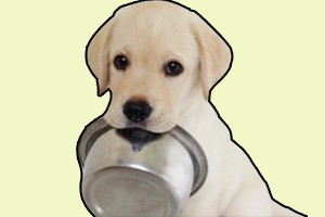 小金毛犬怎么训练叼盆