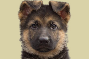 德国牧羊犬怎么看年龄