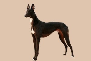 格力犬怎么养
