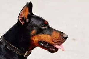 杜宾幼犬怎么喂养