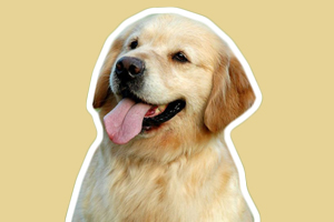 金毛幼犬怎么喂狗粮
