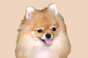 博美犬身上有味道怎么处理