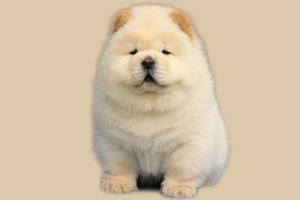 松狮幼犬怎么喂养