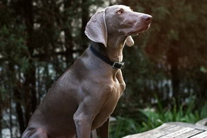 威玛猎犬牙齿怎么洗 威玛猎犬口腔护理清洁