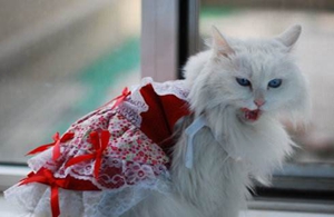 怎么喂食没出乳牙的蒂凡尼猫幼猫