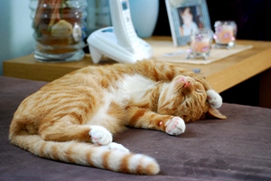 猫中毒的症状