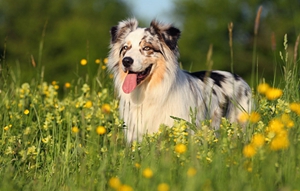 澳洲牧羊犬好养吗 澳大利亚牧羊犬饲养要点