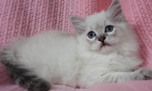 褴褛猫生产前要准备哪些东西