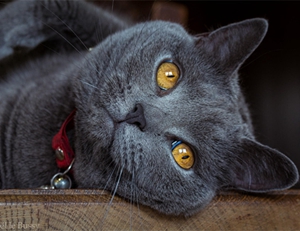 怎么判断沙特尔猫是否怀孕 沙特尔猫怀孕征兆介绍