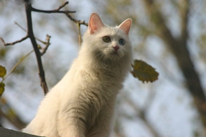 山东狮子猫产后怎么照顾 山东狮子猫产后护理