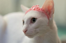 东方猫贫血怎么办 东方猫贫血解决办法