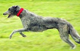 苏格兰猎鹿犬怎么美容 苏格兰猎鹿犬美容方法