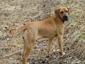 日本土佐犬拉稀怎么办 日本土佐犬拉肚子解决方法