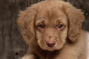 新斯科舍猎鸭寻猎犬幼犬怎么养 猎鸭寻猎犬幼犬照顾方法