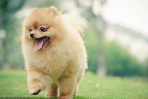 博美犬产后吃什么